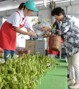 ７月 今年で40周年！大泉枝豆直売グループが「だだちゃ豆」直売所をオープンさせました（ＪＡ鶴岡女性部大泉支部）