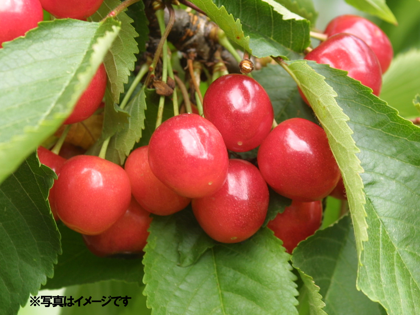 「紅秀峰」を大切なあの人へ