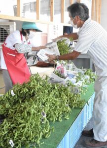 大泉枝豆直売グループ「だだちゃ豆」直売開始（ＪＡ鶴岡女性部大泉支部）