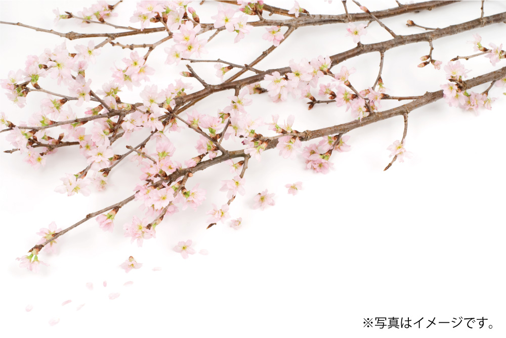 「啓翁桜」を大切なあの人へ